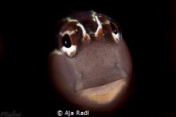 Lined Blenny deep in a wormhole by Aja Radl 